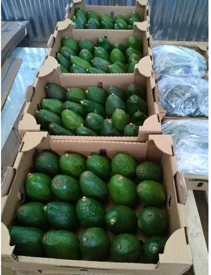 Fresh Hass Avocado Supplier & Exporter | Premium Wholesale Export Quality Avocados - Image 5