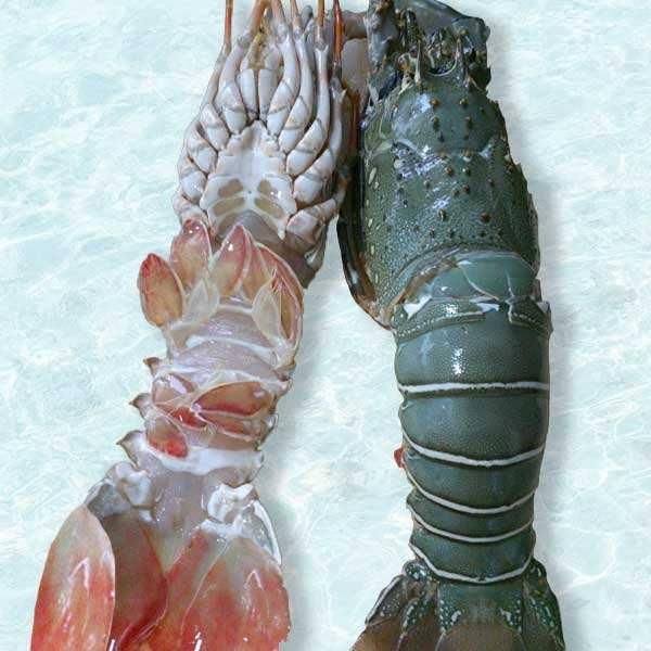 Frozen Lobster Tail Portions Prepared For Gourmet Dining Menus Featuring Tender Meat And Reliable Quality Supply - Image 4