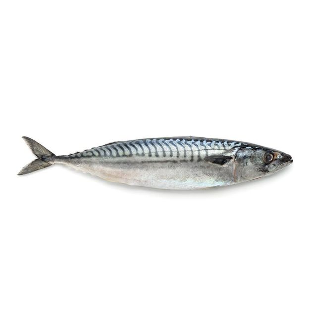Frozen Mackerel Fish Export Quality Whole Round Selection With Clean Processing And Reliable Cold Storage Handling - Image 5
