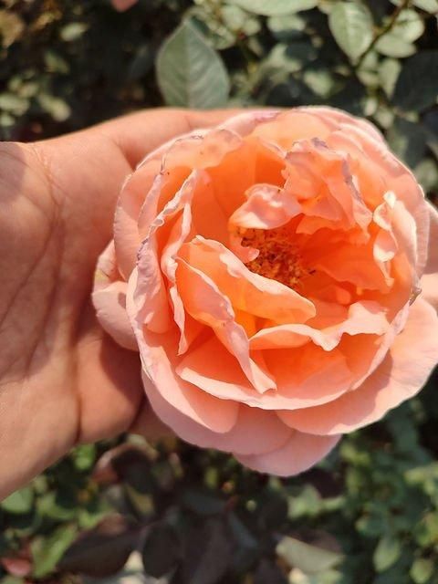 Rose plants - Image 3