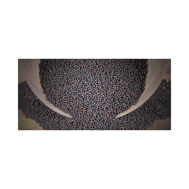 Canola seeds available for sale in bulk for oil extraction and animal feed industries - Image 4