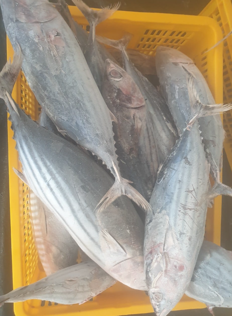 Frozen Skipjack Tuna Origin China Weight Range 1500-1800g - Image 1