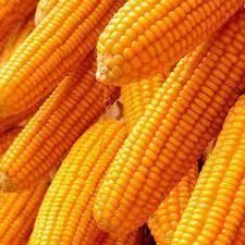 Yellow and White Maize, Dried Yellow Corn, Popcorn, White Corn Maize / White Maize / Corn (NON GMO) - Image 3