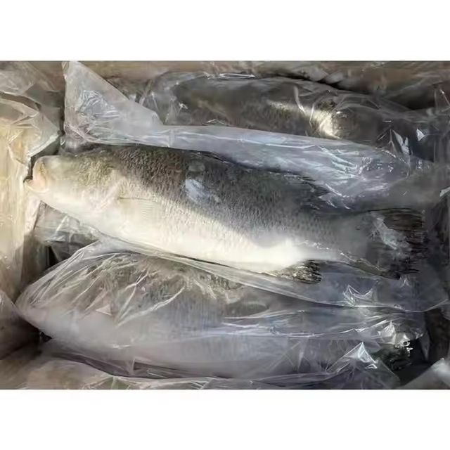 Frozen Sea Bass Fish Whole Round Export Quality Carefully Processed Rich Texture Fresh Frozen Ocean Harvest Selection - Image 3