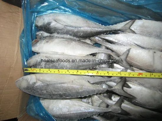 Muroaji/Hard Tail/Scad Fish Style Whole Processing BQF Model NO. 6586 HS Code 03035300 Trademark healsea Certification - Image 3