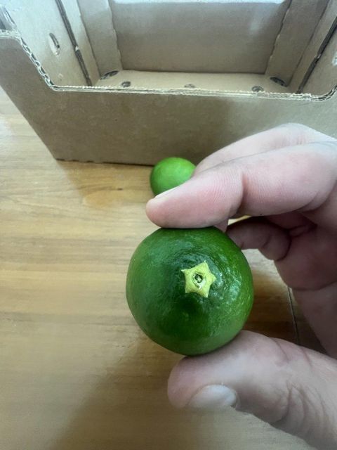Persian lime - Image 5