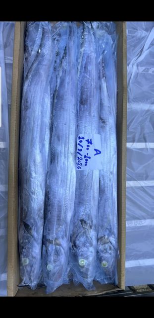 RIBBONFISH - Image 1