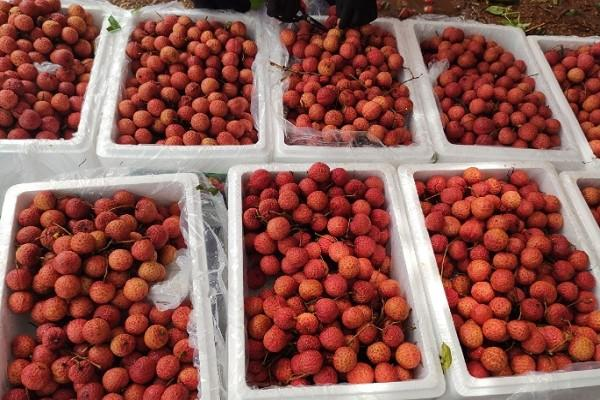 High Quality Tropical and sub-tropical fruit Green brow white flesh Fresh lychee Lichee From Vietnam For Export - Image 4