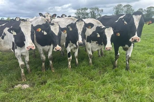 Pregnant Dairy Cattle/ Holstein Heifer Cows for sale - Image 3