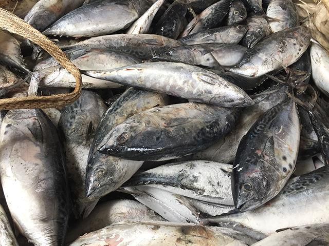 Frozen Skipjack Tuna Fish 98% Clean Processed Catch With Reliable Cold Storage Handling For Bulk Seafood Buyers - Image 2