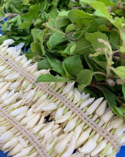 Udupi Mallige Jasmine (Jasminum sambac) – GI Tagged Premium Export-Grade Fresh Buds | APEDA Registered Exporter | Cold-Chain Maintained for Global Markets - Image 2