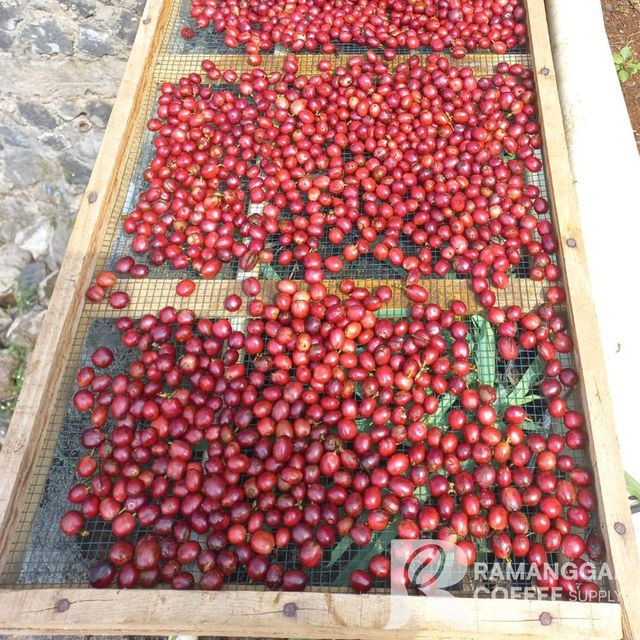 Indonesia Lampung Robusta Green Coffee Beans - Image 4