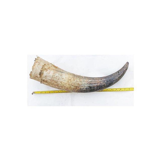 Wholesale cow horn supplied for major buyers and large volume distribution - Image 3