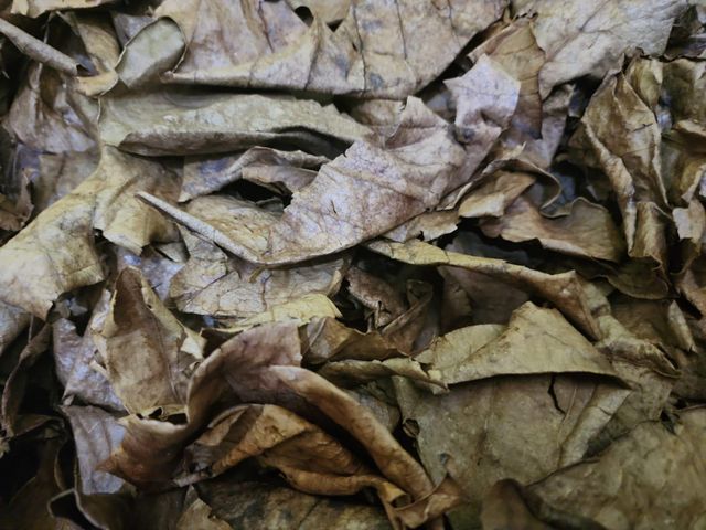 HBM ACTIVATED DRIED CATAPPA LEAVES 100% Natural no chemical or additive FOR AQUARIUM USE NOT FOR HUMAN CONSUMPTION - Image 5