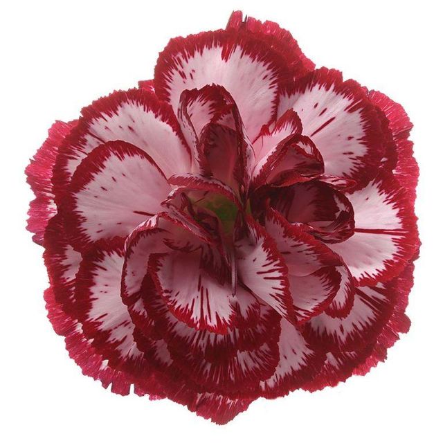 Fresh Cut Carnation Flowers - Image 4