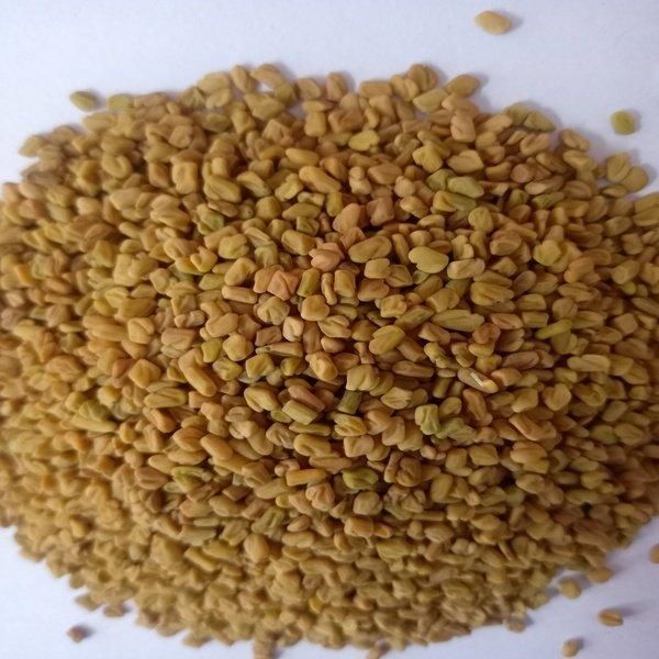 Premium Wholesale Fenugreek Seeds – Naturally Sourced, Carefully Cleaned, High-Quality Spice for Culinary, Medicinal, and Industrial Use, Packed for Bulk Supply, Ideal for Global Distribution, Ensuring Fresh Aroma, Strong Flavor, Consistent Grade, and Reliable Export Quality Standards for Food Manufacturers, Retailers, and Herbal Product Producers Worldwide with strict quality control and customizable packaging options available - Image 3