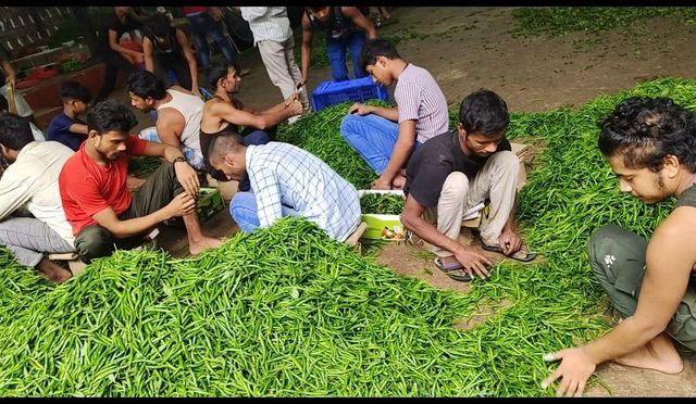 Fresh G4 Green Chilli – Indian Hybrid | Gujarat Origin | 3.8 KG Net / 4.4 KG Gross per Box | Premium Quality - Image 4