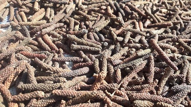 DRIED LONG PEPPER Size 3-7cm Color Black Style Dried Shape Piece Weight (kg) 50 Taste Spicy Hot Drying Process AD Processing Type - Image 4