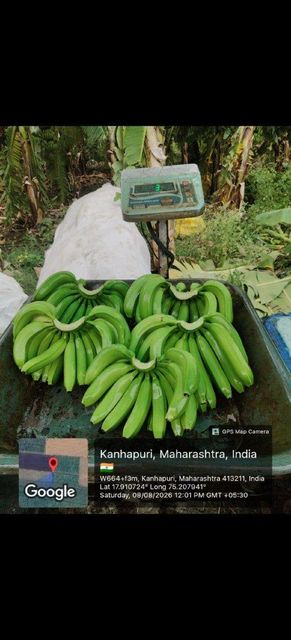 Banana - Image 1