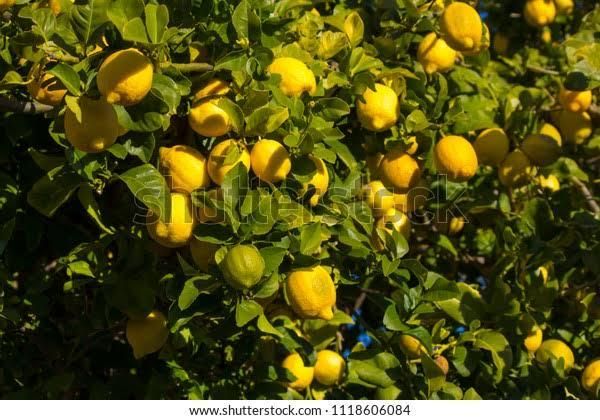 Fresh Eureka Lemon From THAI Color Yellow Harvest Time Sep Shelf Life 2 YEARS Features Gluten-Free Aroma Strong Fragranc - Image 2