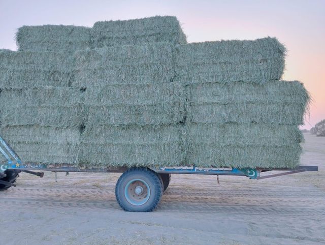 Rhodes Grass - Image 4