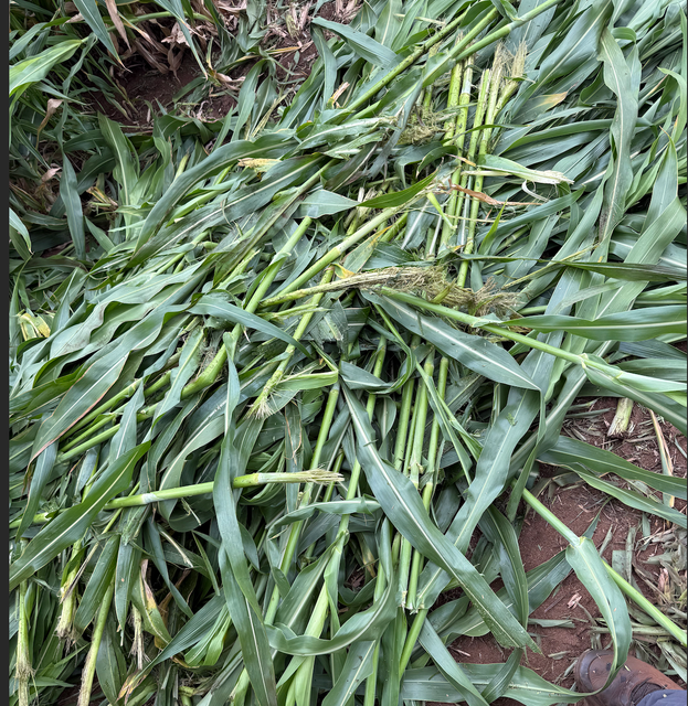 Sorghum bicolor Forage Crop – High-Energy, Nutrient-Dense Wrapped Silage Bales for Ruminant Feeding Systems 71% moisture content. - Image 3