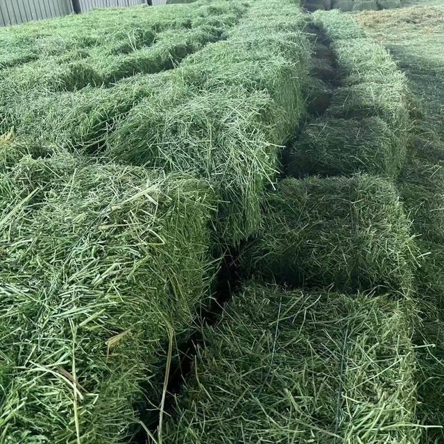 Export Quality Alfalfa Hay High Protein Clean Fresh Baled or Compressed Hay for Livestock Nutrition - Image 3
