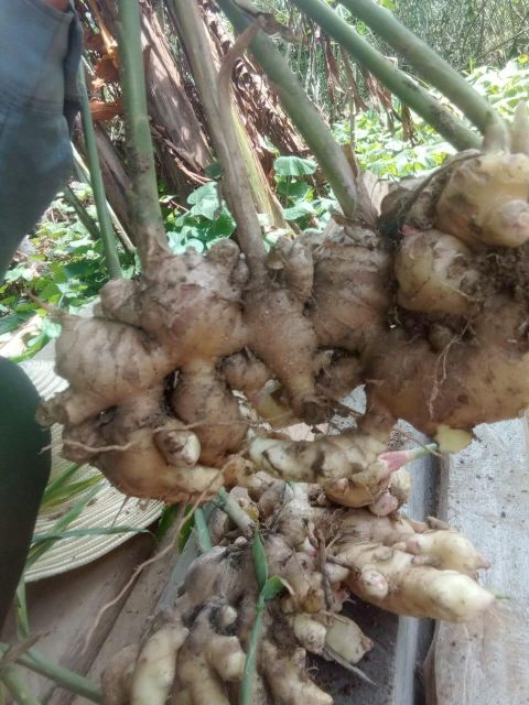 Ginger Fresh Organic - Image 4