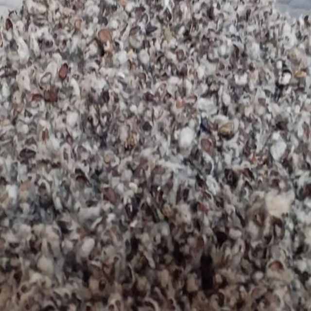 Cottonseed Hulls Agricultural Byproduct Feed Resource For Cattle Nutrition Programs With High Fiber - Image 5