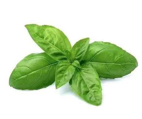 Basil – product photo 4, product detail gallery