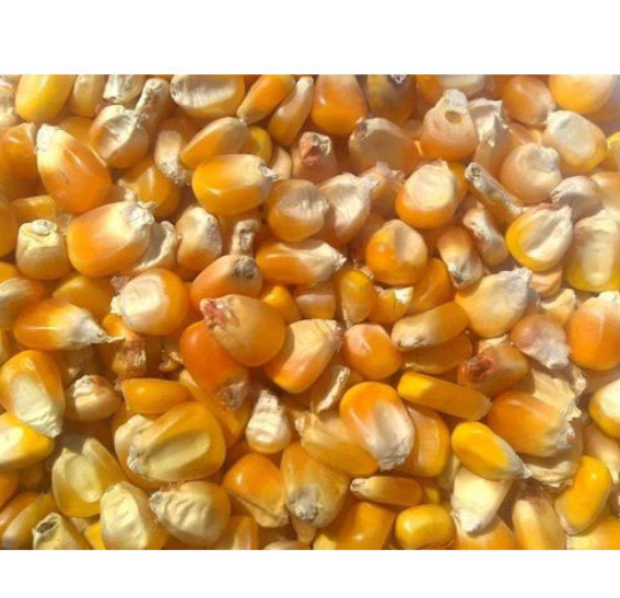Pure Natural Bags Organic Sweet Dry Baby Corn Yellow Maize Corn / Best Quality GRADE 1 Non GMO White and Yellow Corn - Image 2