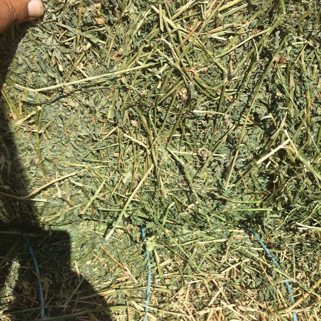 Timothy Grass for Animal Feed Bulk Natural Hay Premium Timothy Grass for Livestock Horses Rabbits and Goats Feeding - Image 4