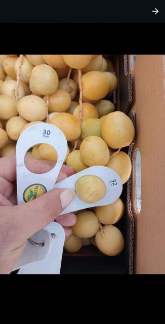 Barhi dates - Image 2