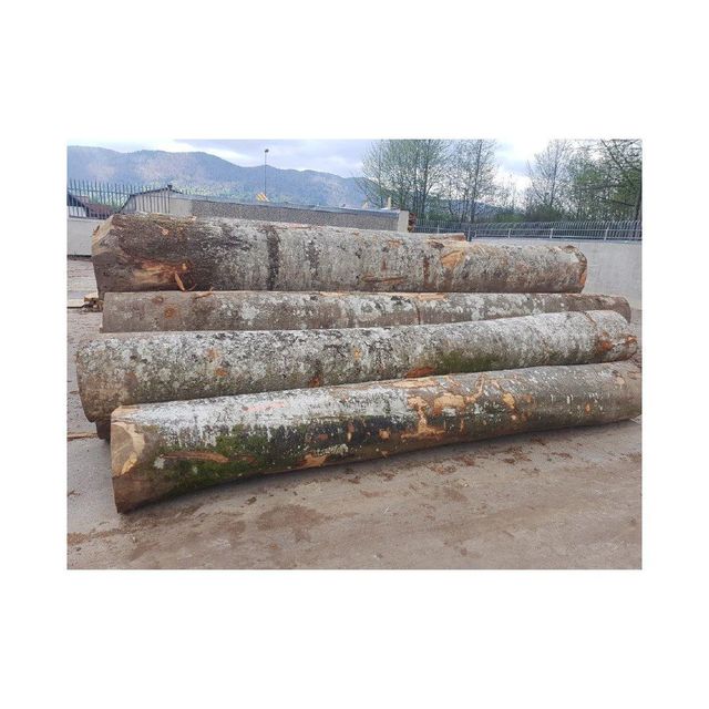 High quality beech logs available at factory price for wholesale buyers - Image 2