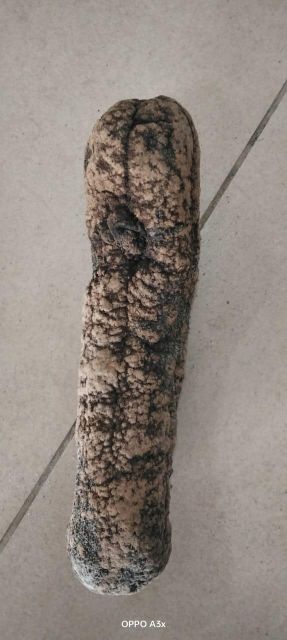 Dried Sea cucumbers - Image 12