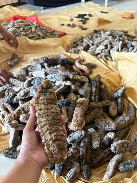 Dried Sea Cucumber Form Whole Drying Method Direct Sunlight Purity Clean From Dust And Sand Origin Indonesian, Indonesian Sea - Image 7
