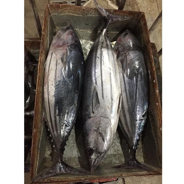 Frozen Skipjack Tuna Fish Premium Whole Round Export Quality Seafood For Bulk Distribution And International Supply - Image 5