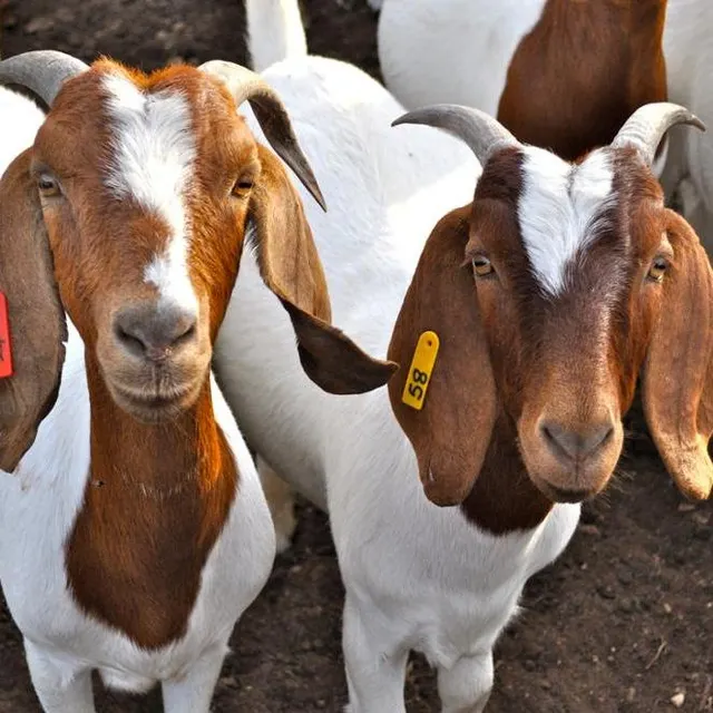 Boer Goats / Dorper sheep at wholesale price/ High Quality Purebred Boer goats at cheapest Price for export worldwide - Image 1