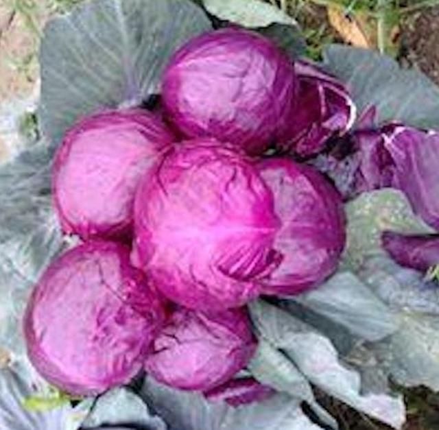 white Cabbage Style Fresh Address egypt Model Number 1 Quality Top Grade Manufacturer Bloom Taste Natural Taste Color Purple, - Image 3