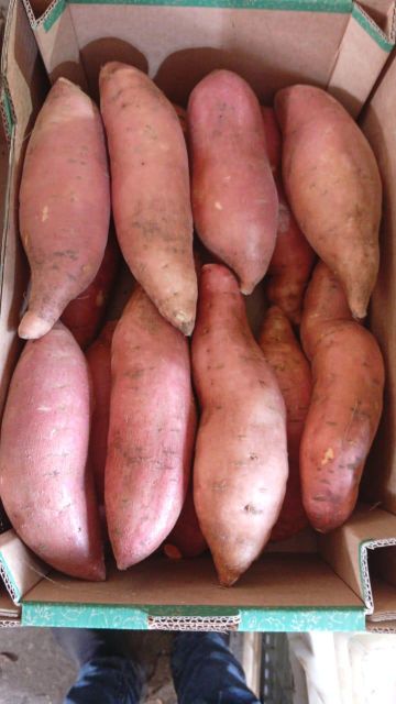 Sweet potatoes Grade 1 Origin Egypt Packaging 6 kg box Features Fresh Produce, Vegetables - Image 2
