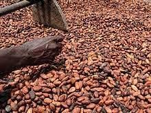Cacao beans - Image 1