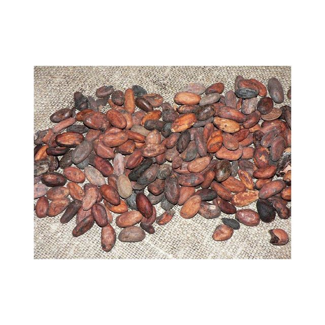 dried cocoa beans for chocolate making cocoa butter extraction and cocoa powder production high quality natural cacao beans suitable for chocolate factories bakeries and gourmet dessert recipes - Image 4
