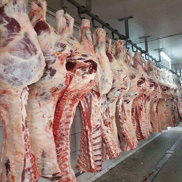 FROZEN Frozen Halal Beef Carcasses Certified Beef Meat Frozen Storaged Buffalo Boneless Meat BQF - Image 4
