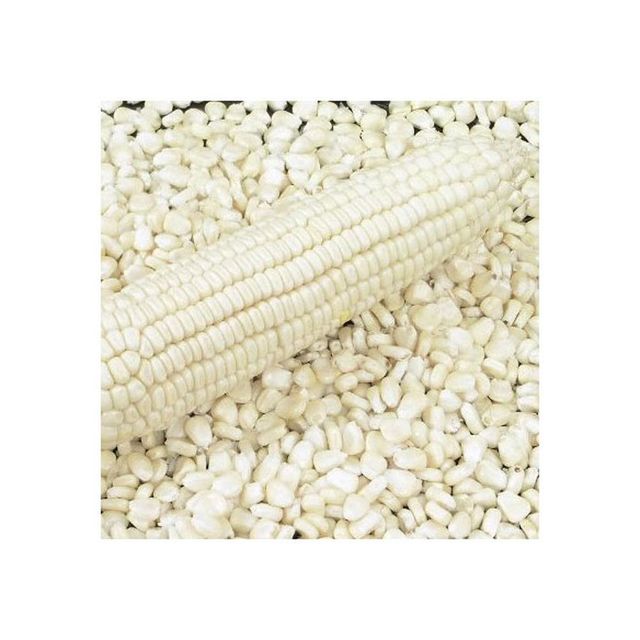 High Volume Corn Supply frozenchickenexports.com - Image 3