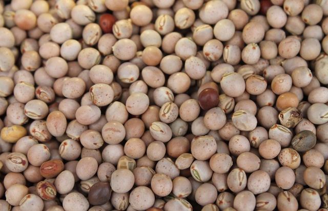 Pigeon Peas Purity 98 Percent Min Moisture Content 15 Percent Max Packaging 50kg New Strong Pp Bags Processing Method Machine - Image 1