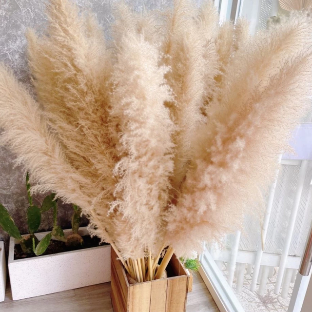 Natural Dried Pampas Grass - Premium Fluffy Plumes for Home & Event Decoration - Image 3