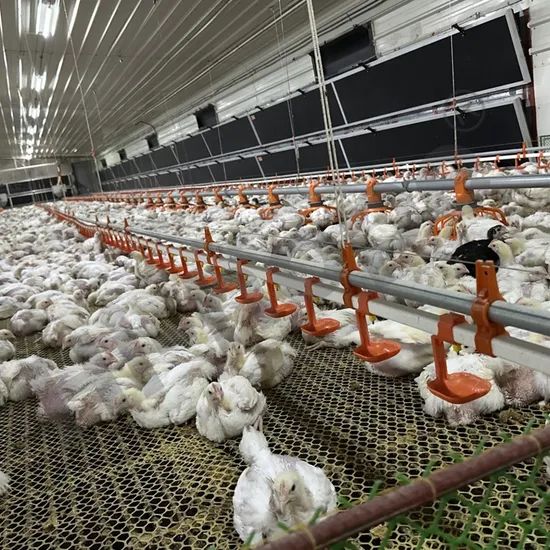 China Made Customizable Broiler Flat Rearing Equipment Offers Reliable Quality Competitive Price and Smart Farming Features for Large-Scale Poultry Farm Plant - Image 4
