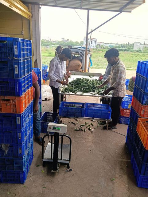 Fresh Okra Daily Supply Capacity 3 Tons Unit Cost 685 Dollars Per Ton Certifications Indian Government Certified Upcoming Monthly Supply Capacity 5 To 6 Tons - Image 3