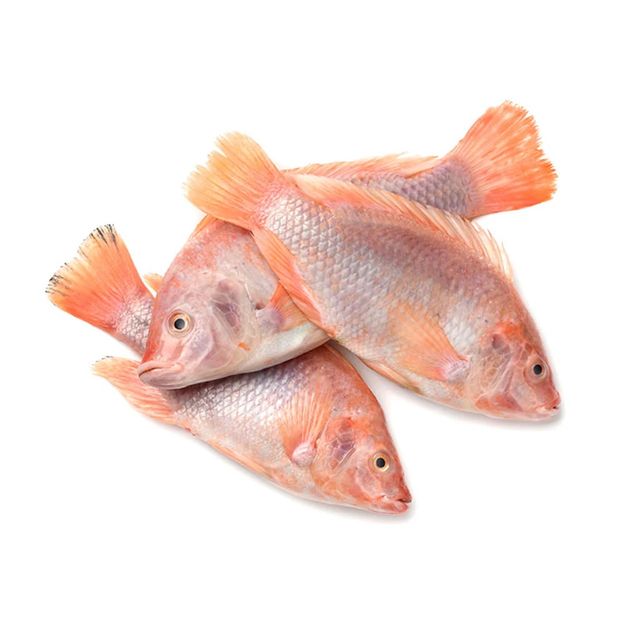 Seafood Fresh Frozen Black Tilapia Red Tilapia Fish Red for Tilapia Fish Buyers - Image 3