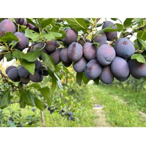 Quality Plums Texture Juicy Flavor Flavorful Use Case Eating Fresh Or - Image 1